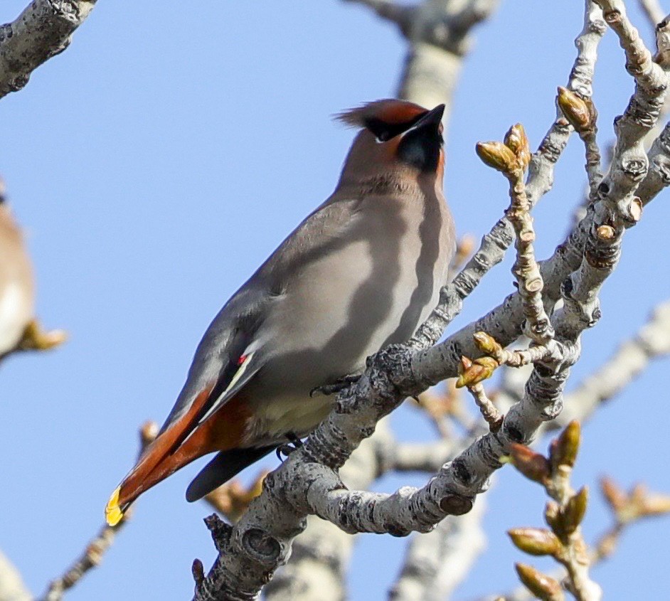 Bohemian Waxwing - ML407127671