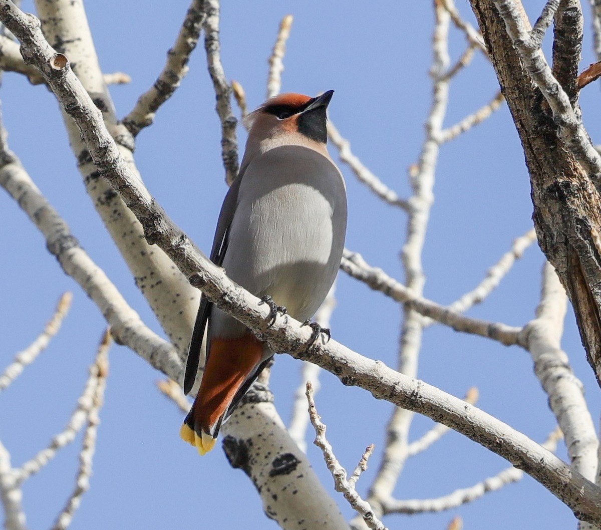 Bohemian Waxwing - ML407127691