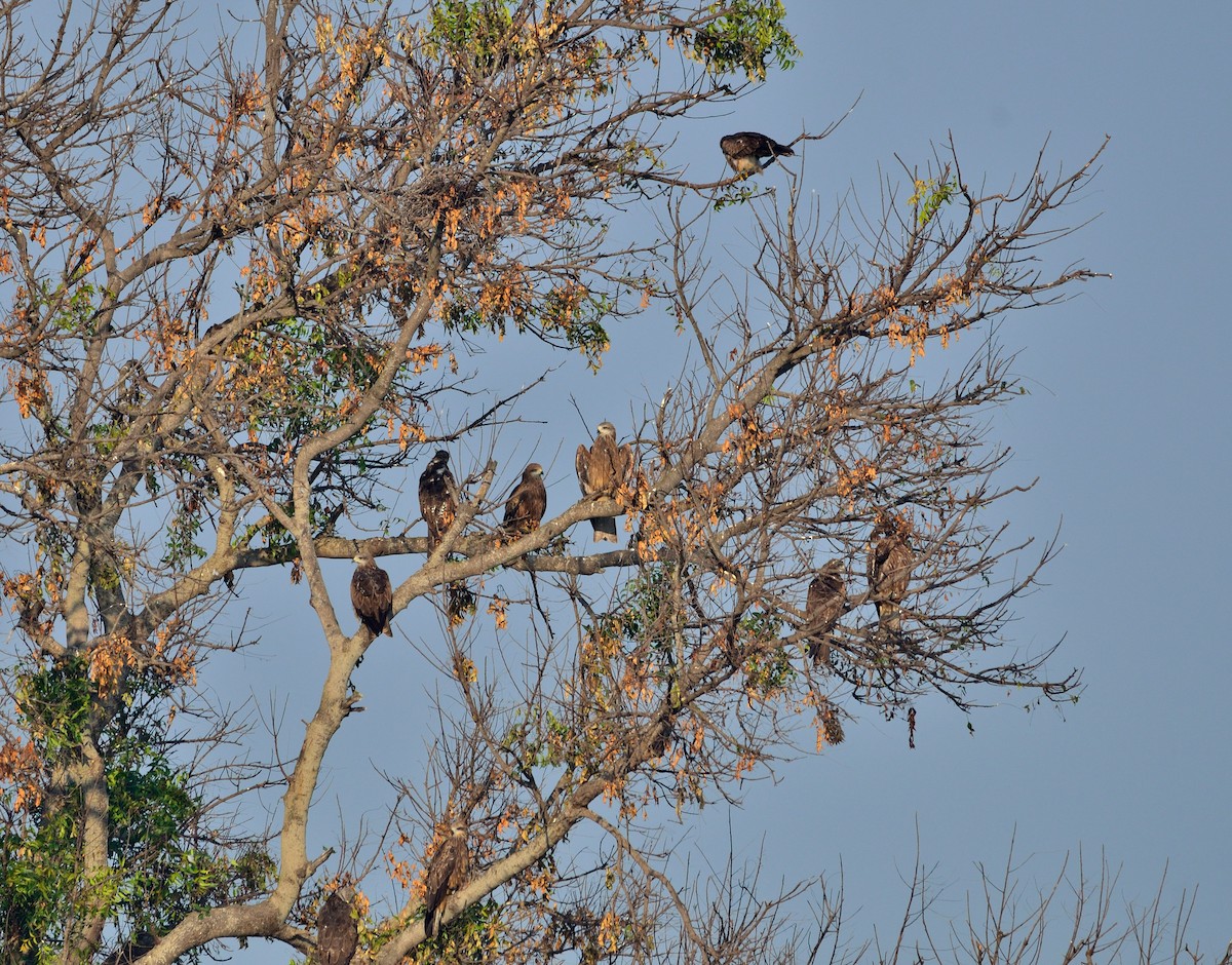 Black Kite - ML407128271