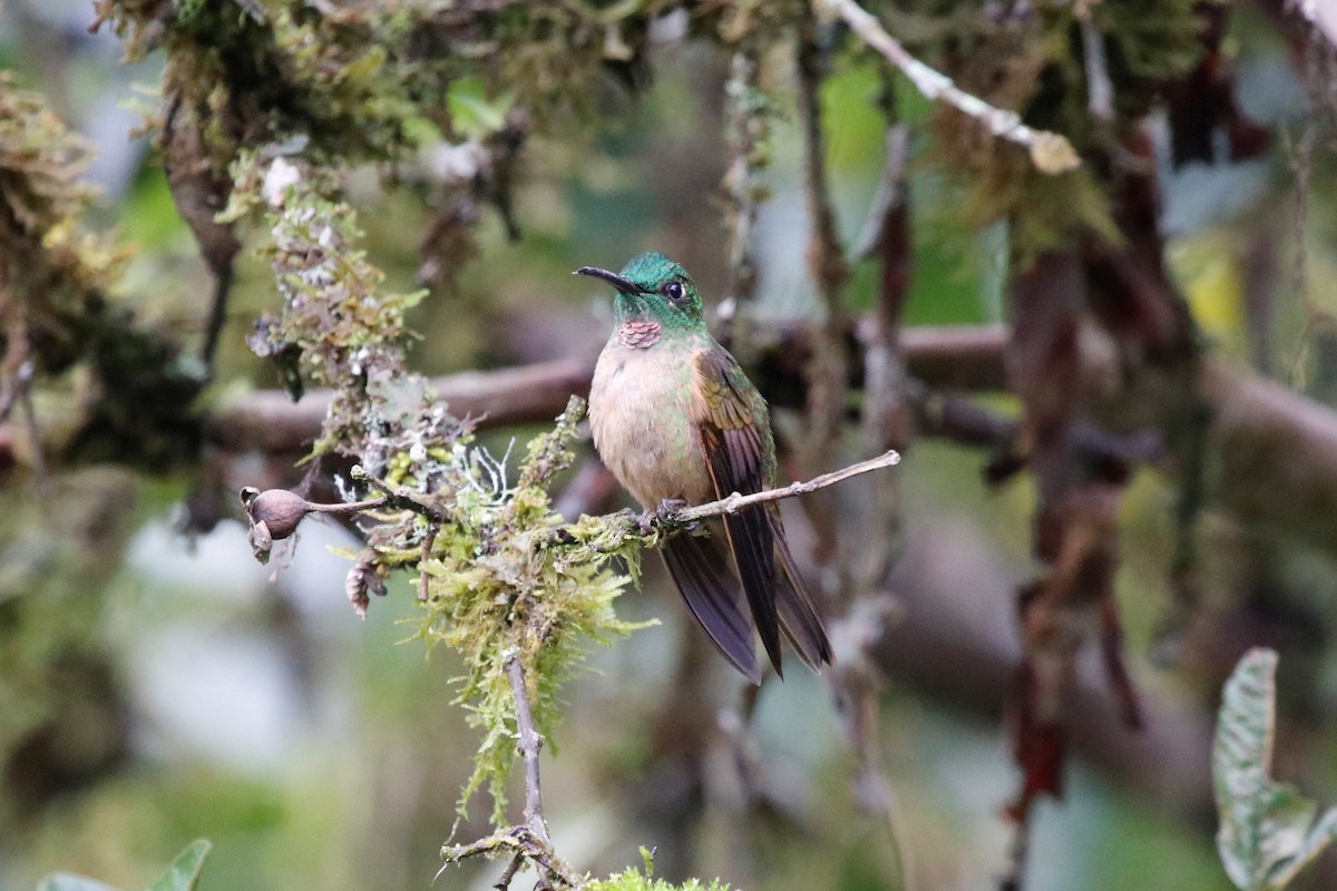 Fawn-breasted Brilliant - ML407128911