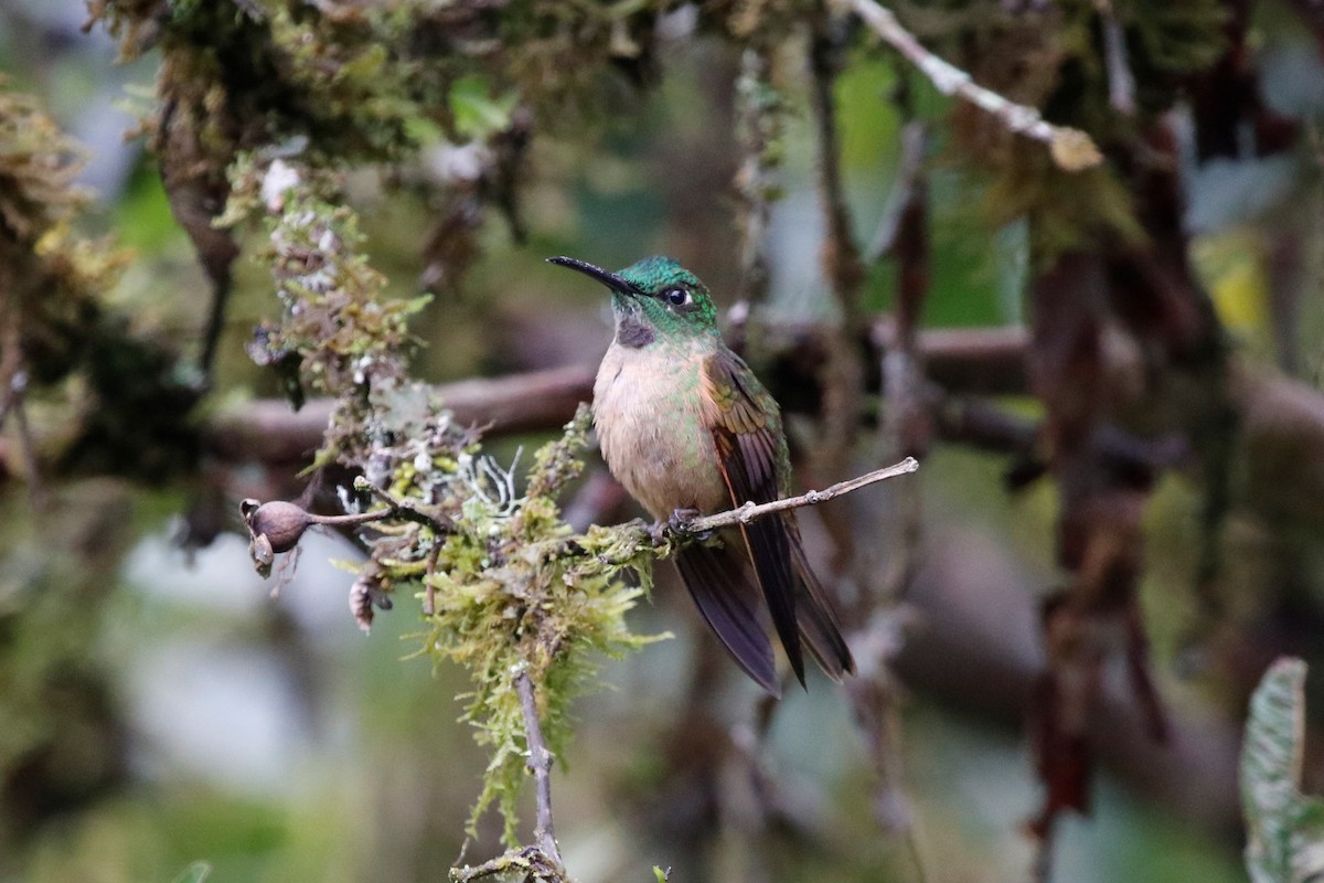 Fawn-breasted Brilliant - ML407128941