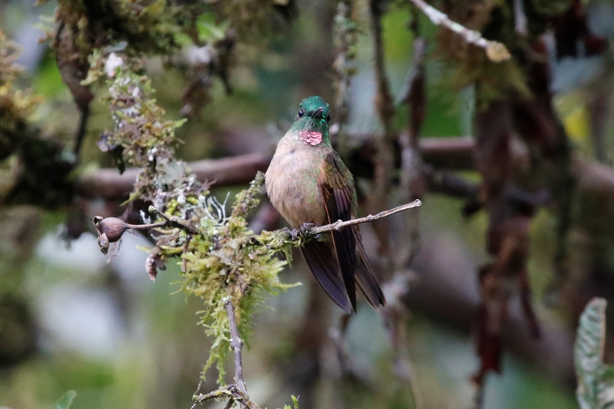 Fawn-breasted Brilliant - ML407128981