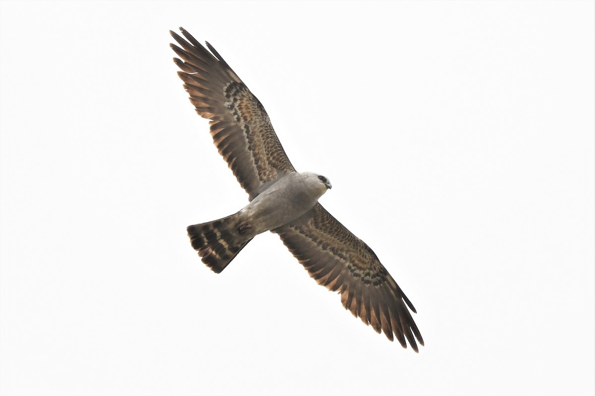 Mississippi Kite - ML407129061