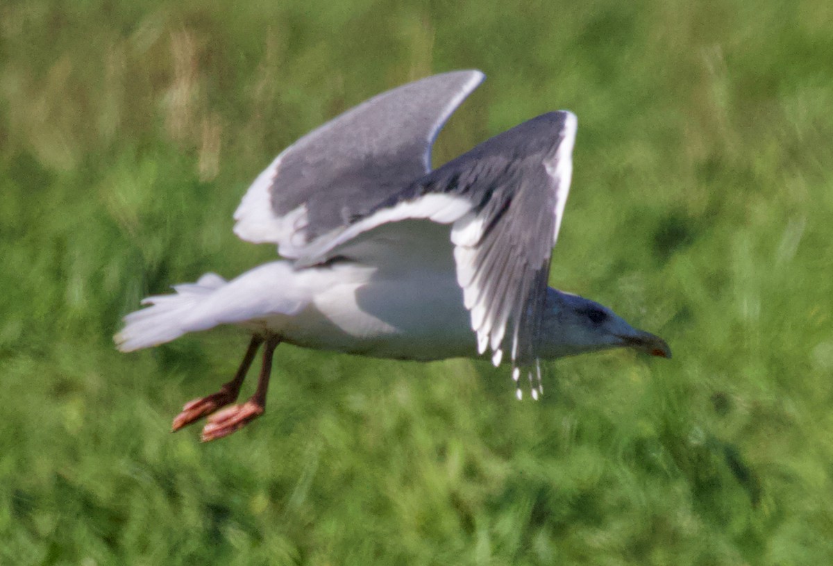 Slaty-backed Gull - ML407131211