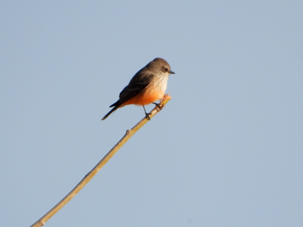 Vermilion Flycatcher - Nurit Katz