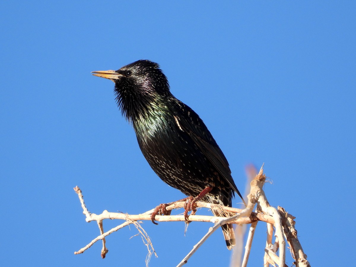 European Starling - ML407131441