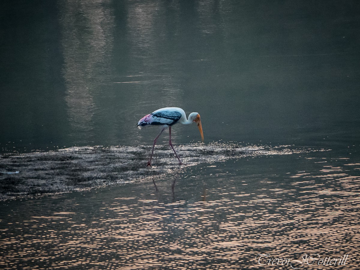 Painted Stork - ML407131861