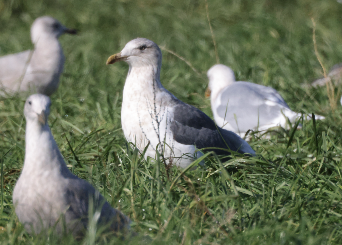 Slaty-backed Gull - ML407133311