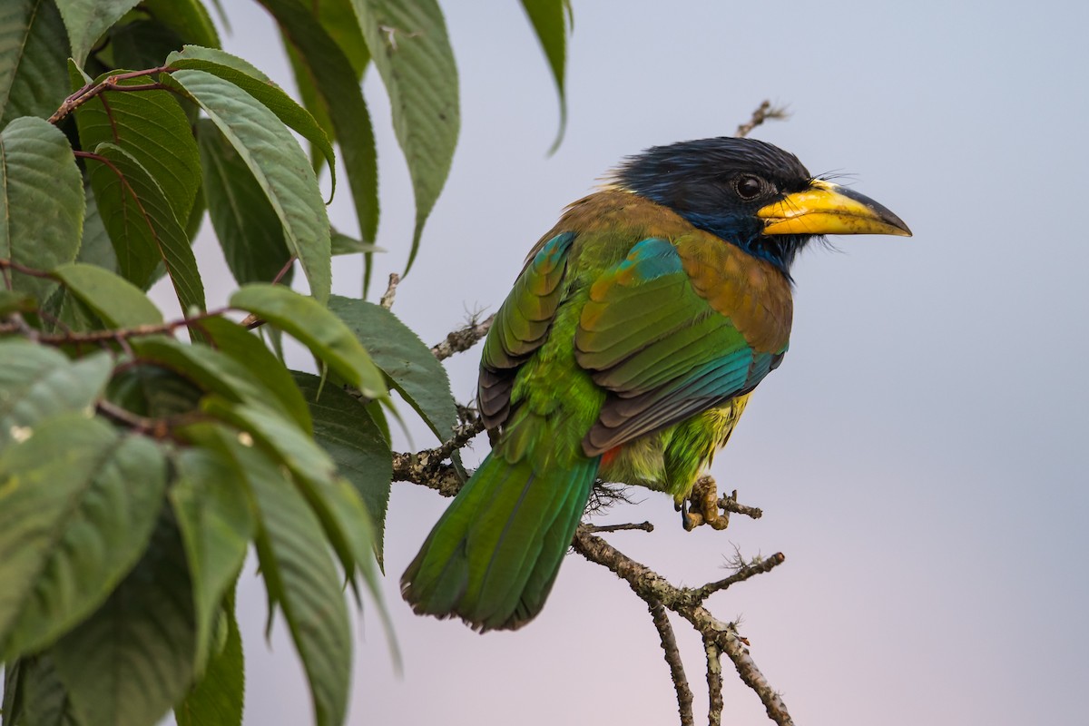 Great Barbet - ML407133731