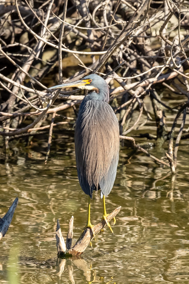 Tricolored Heron - ML407135121