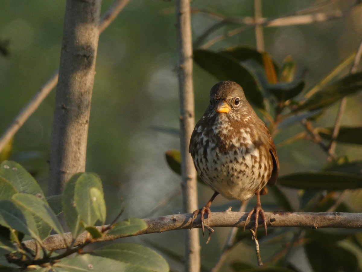 Fox Sparrow (Sooty) - Jasen Liu