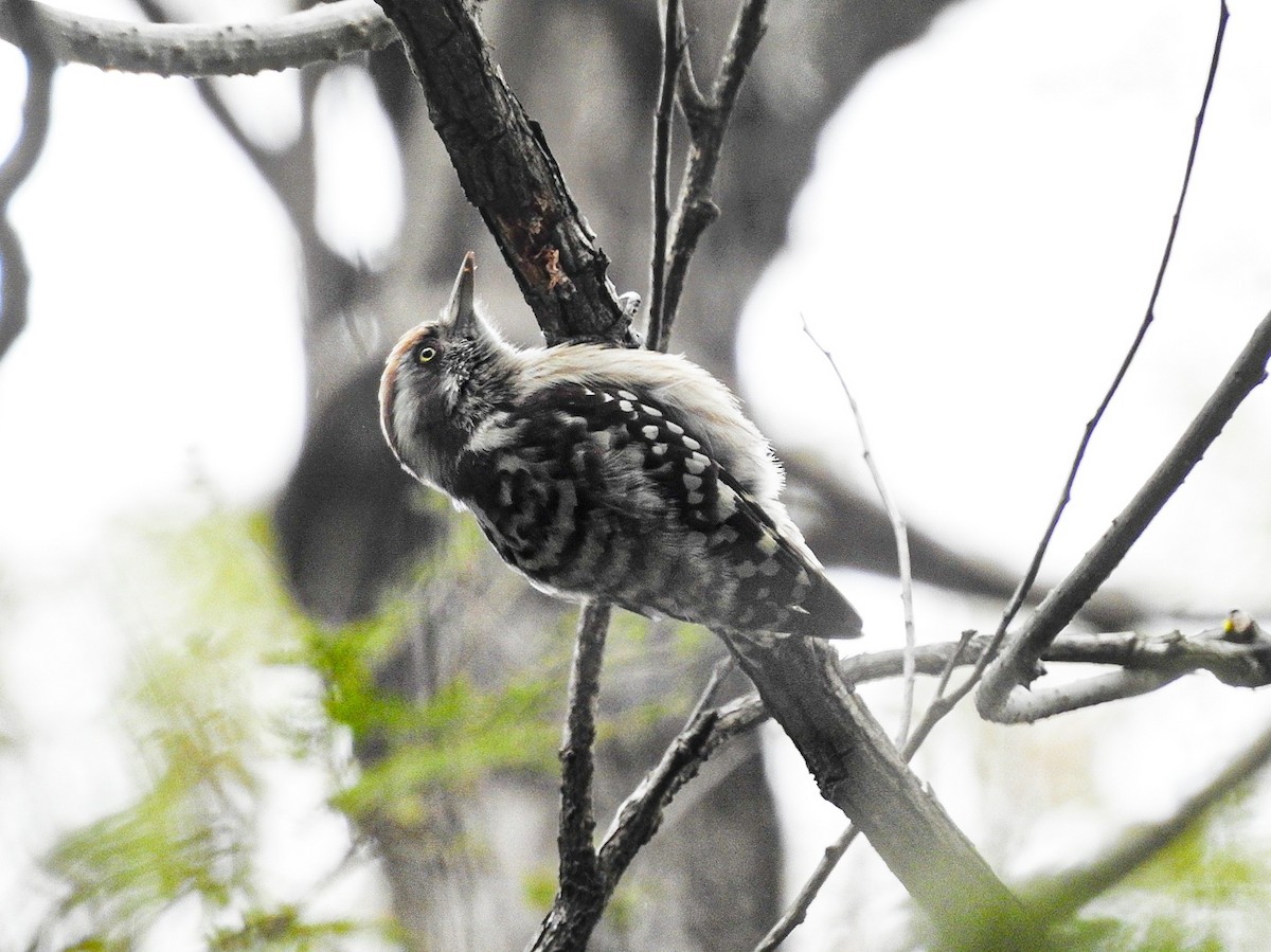 Brown-capped Pygmy Woodpecker - ML407135621