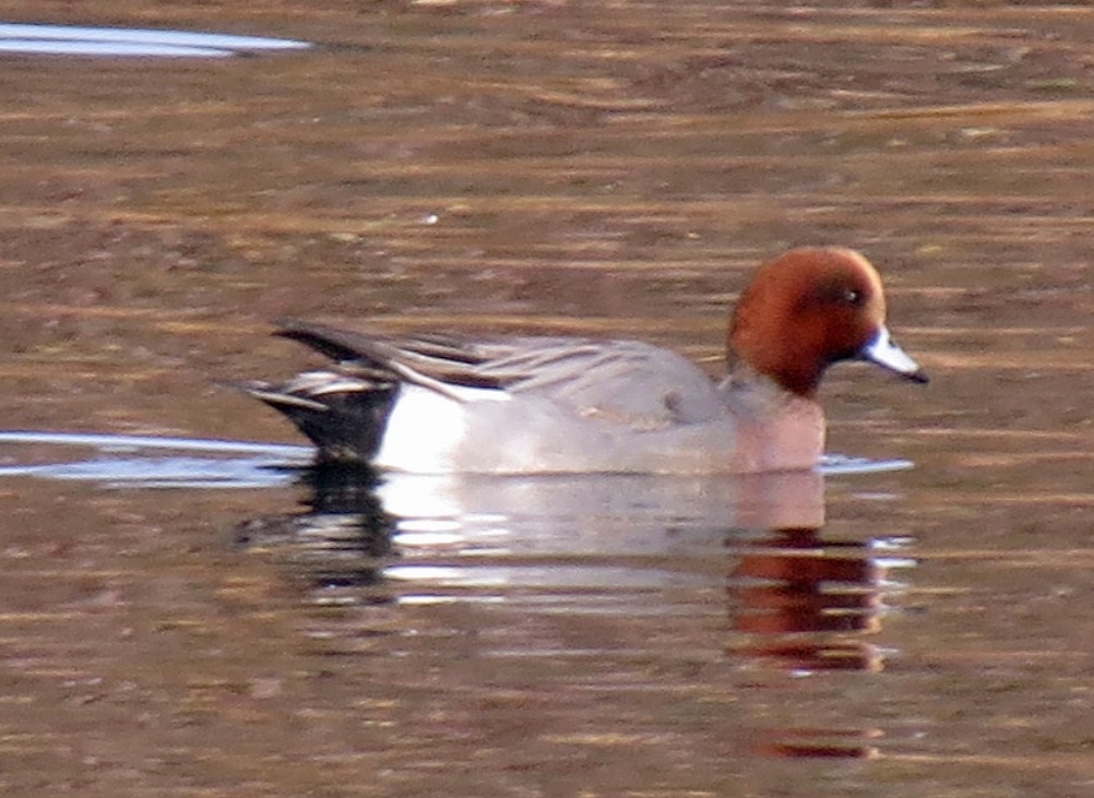 Eurasian Wigeon - Jim Scott