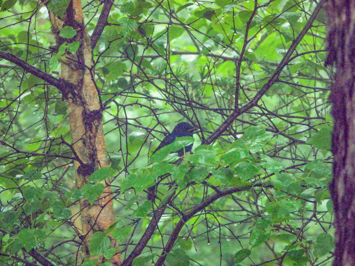 White-bellied Redstart - ML407141051