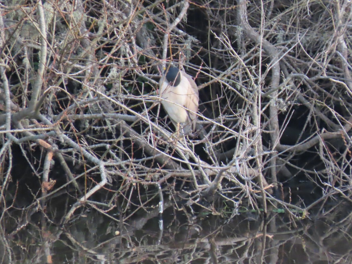 Black-crowned Night Heron - ML407141111