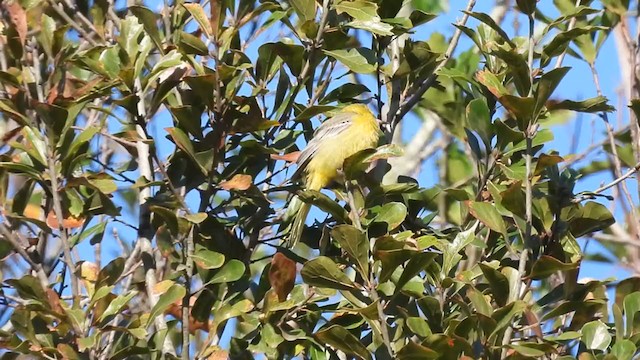 Oriole masqué - ML407141191