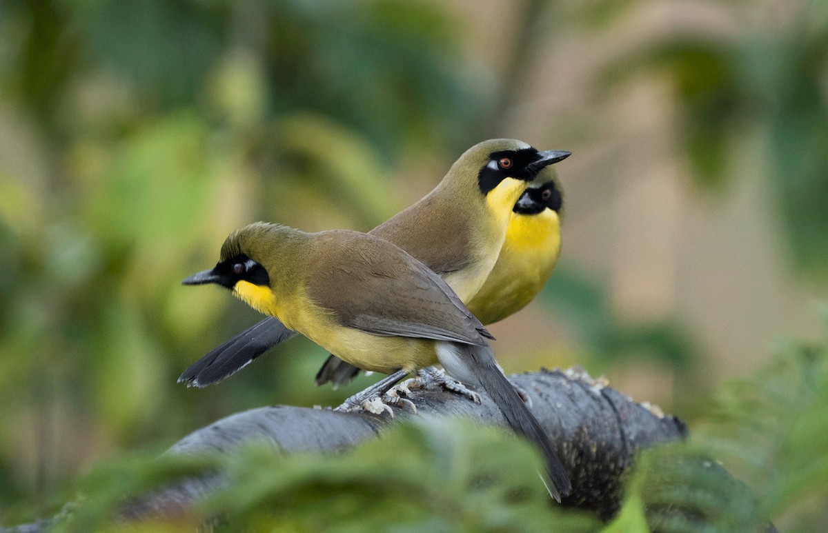 Yellow-throated Laughingthrush - ML407148511