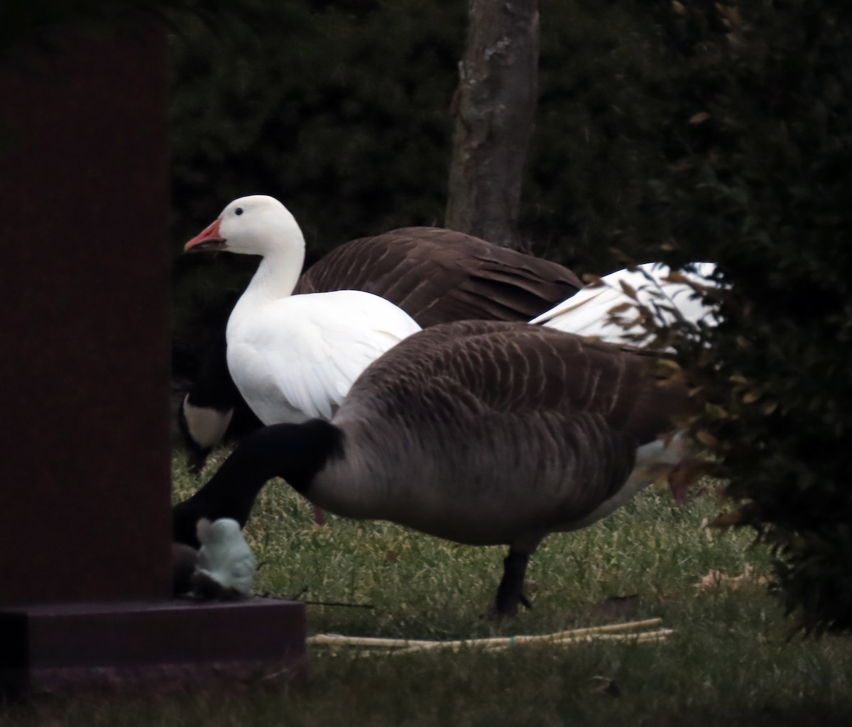 Snow Goose - ML407150341