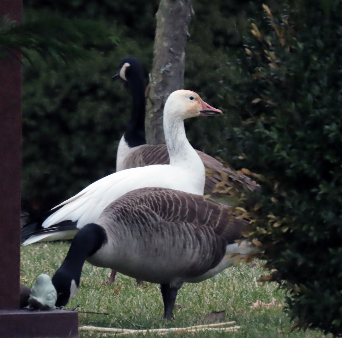 Snow Goose - ML407150351