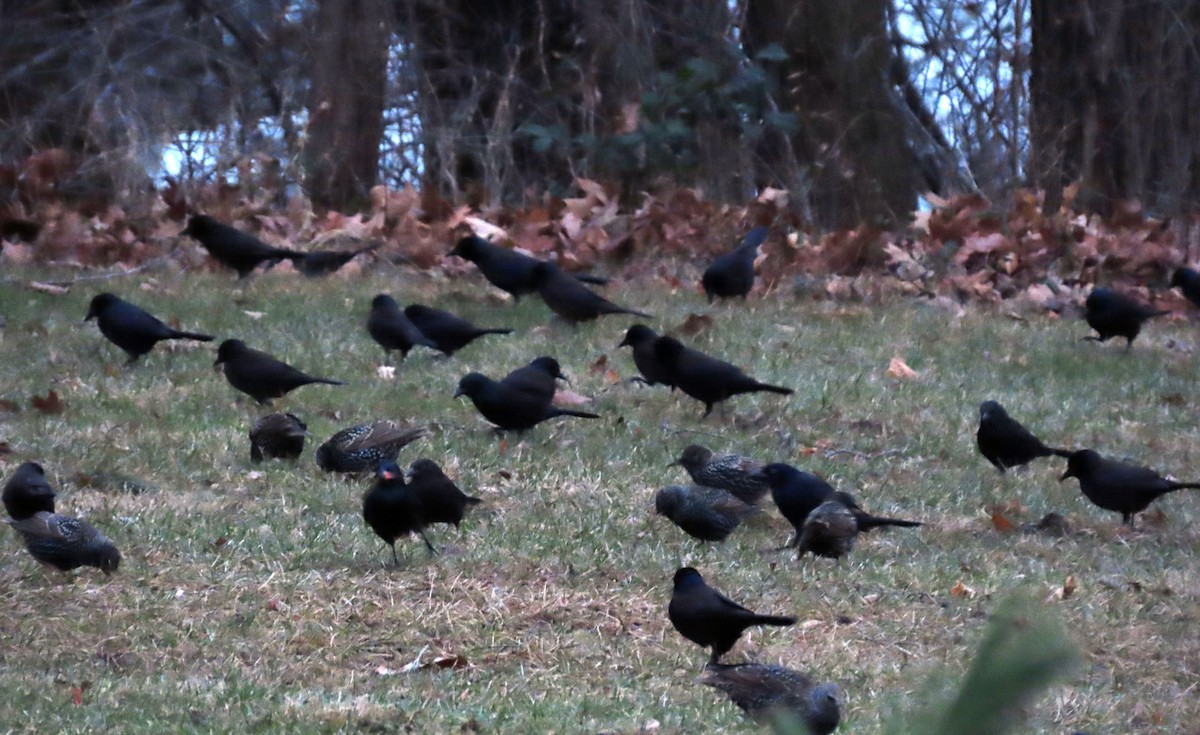 Common Grackle - ML407150441