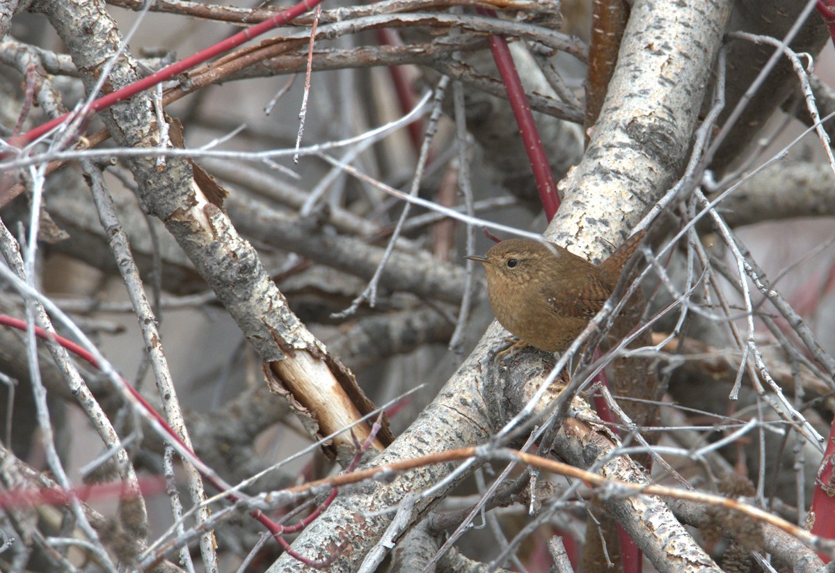 Pacific Wren - Frank Stetler