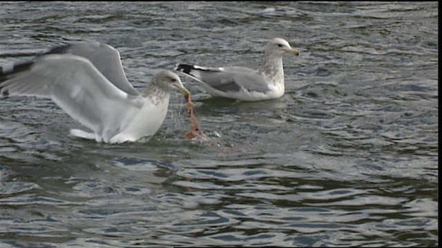 California Gull - ML407151