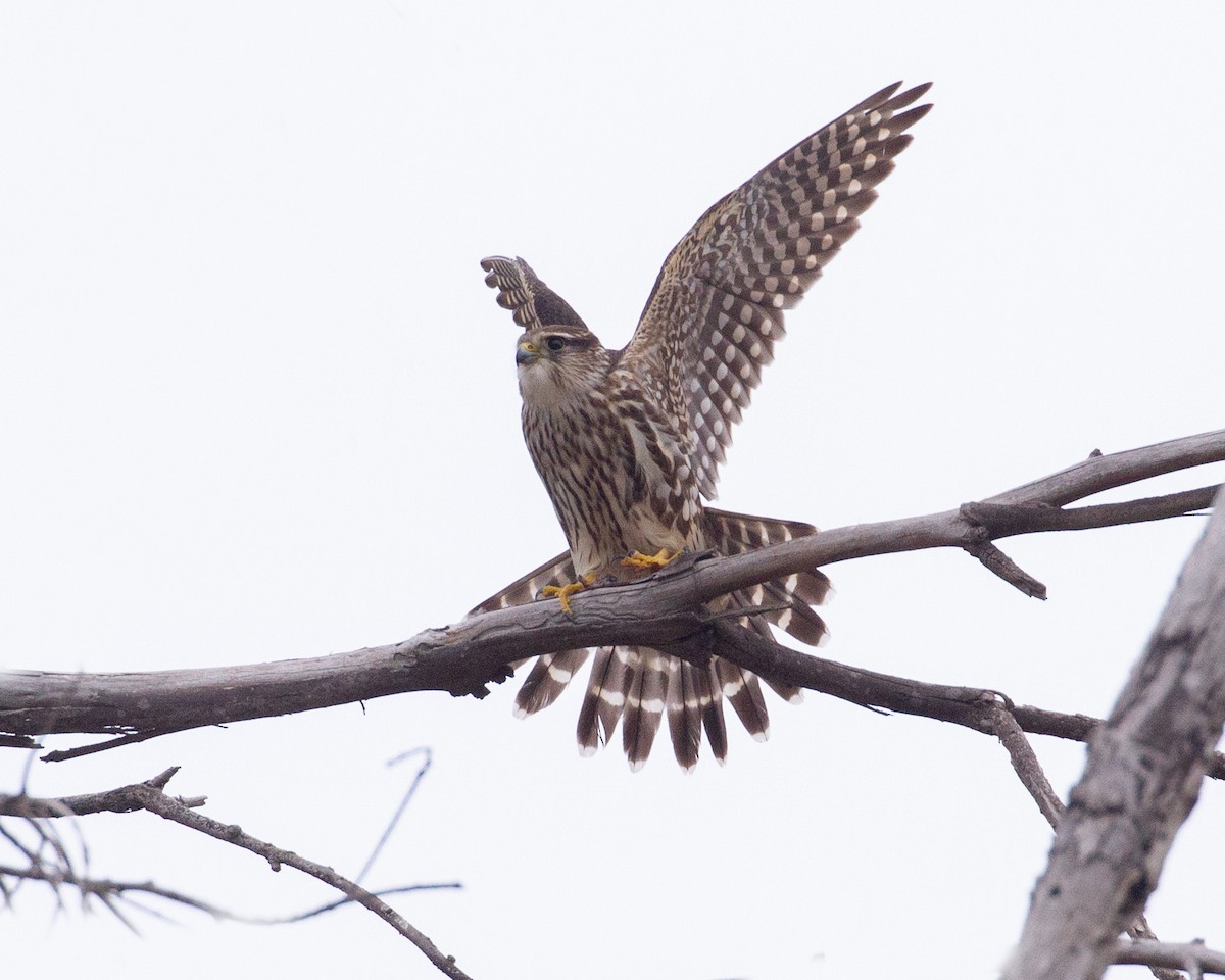 Merlin - ML407151411