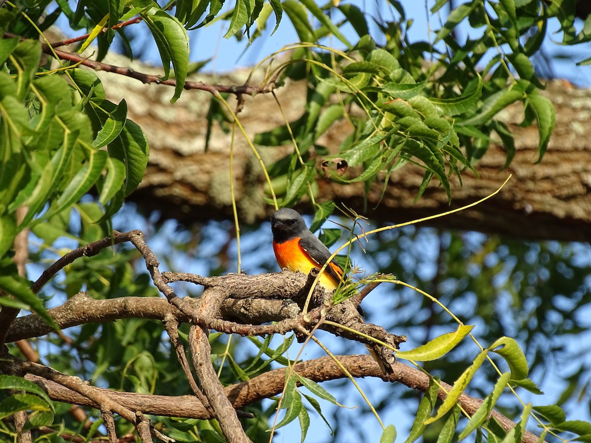 Small Minivet - ML407153461