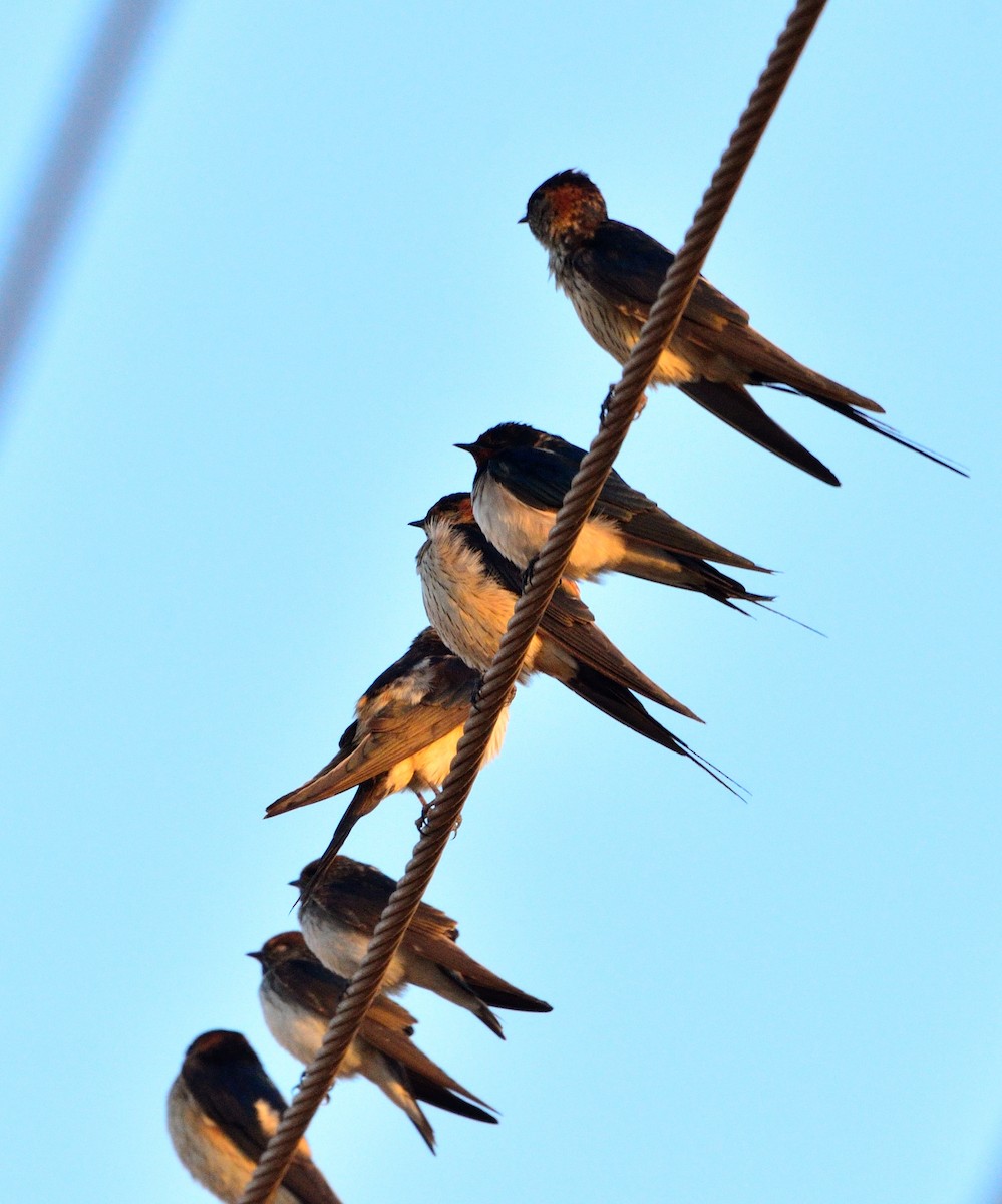 Red-rumped Swallow - ML407153481