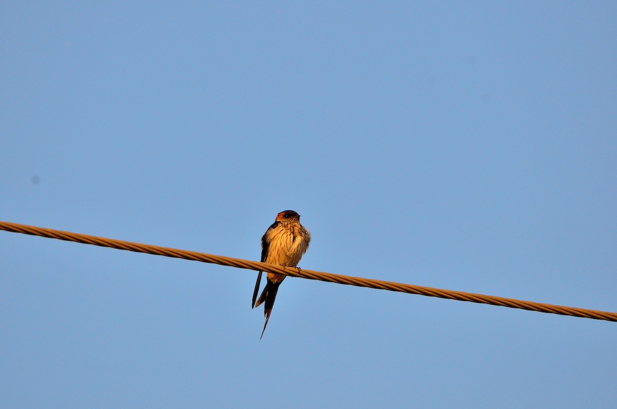 Red-rumped Swallow - ML407153581