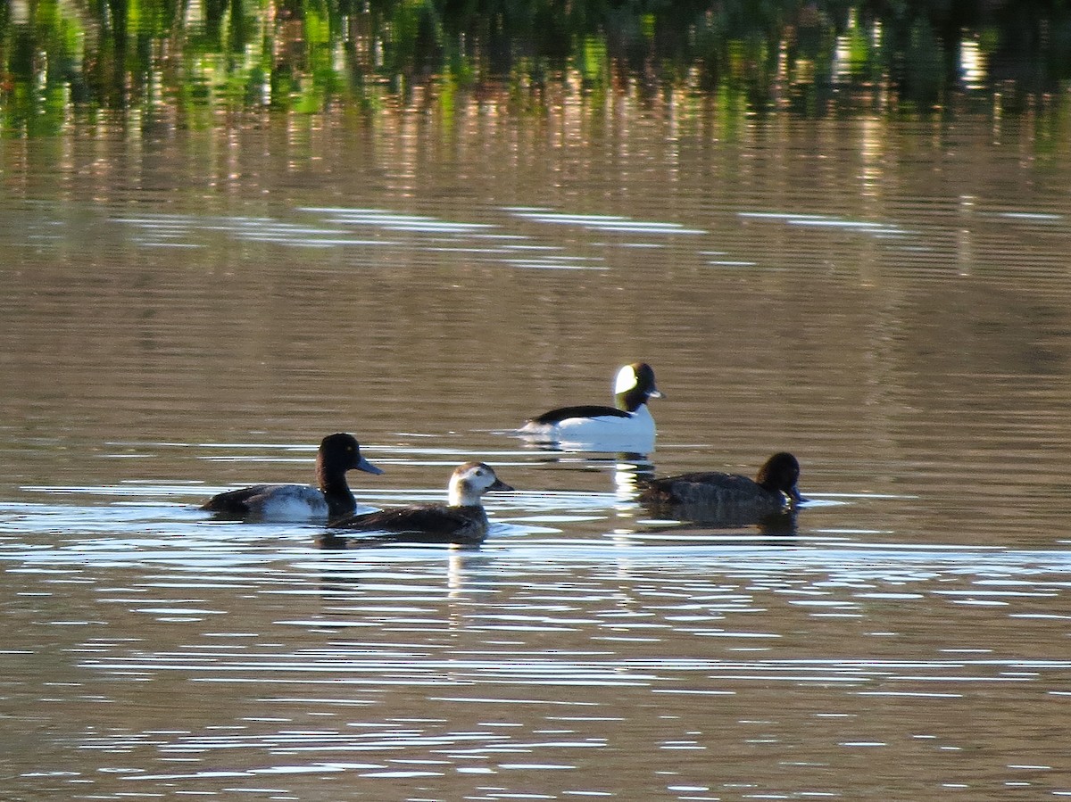 Long-tailed Duck - ML407153651