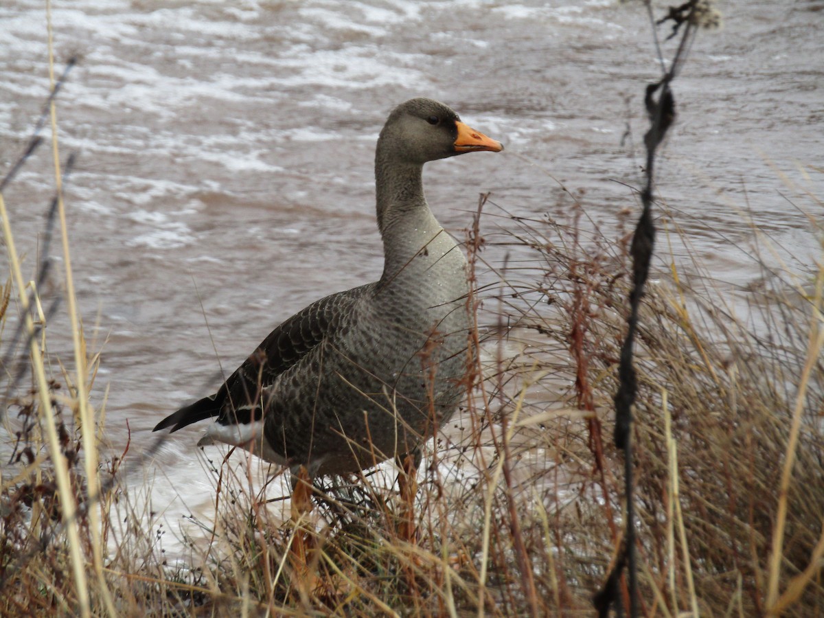 Greater White-fronted Goose (Greenland) - ML40715371