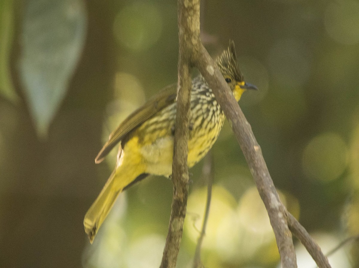 Striated Bulbul - ML407154131