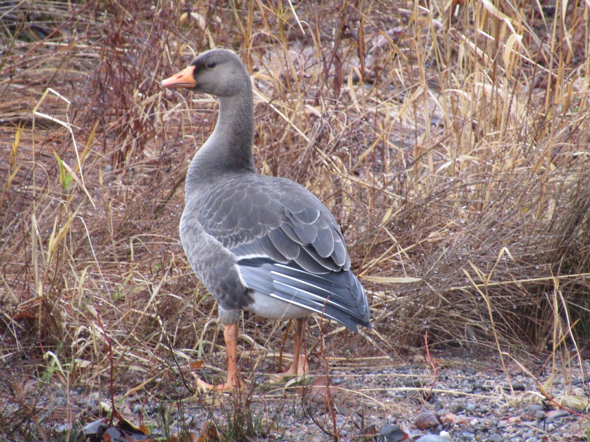 Greater White-fronted Goose (Greenland) - ML40715431