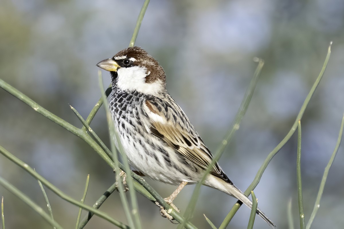 Spanish Sparrow - ML407155811