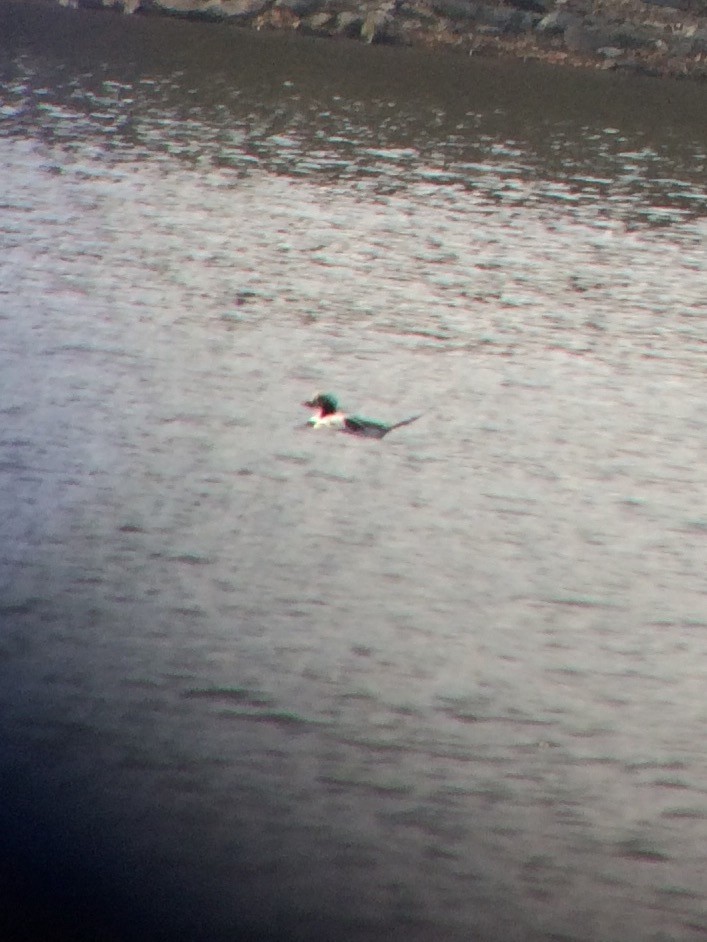 Long-tailed Duck - ML40715931