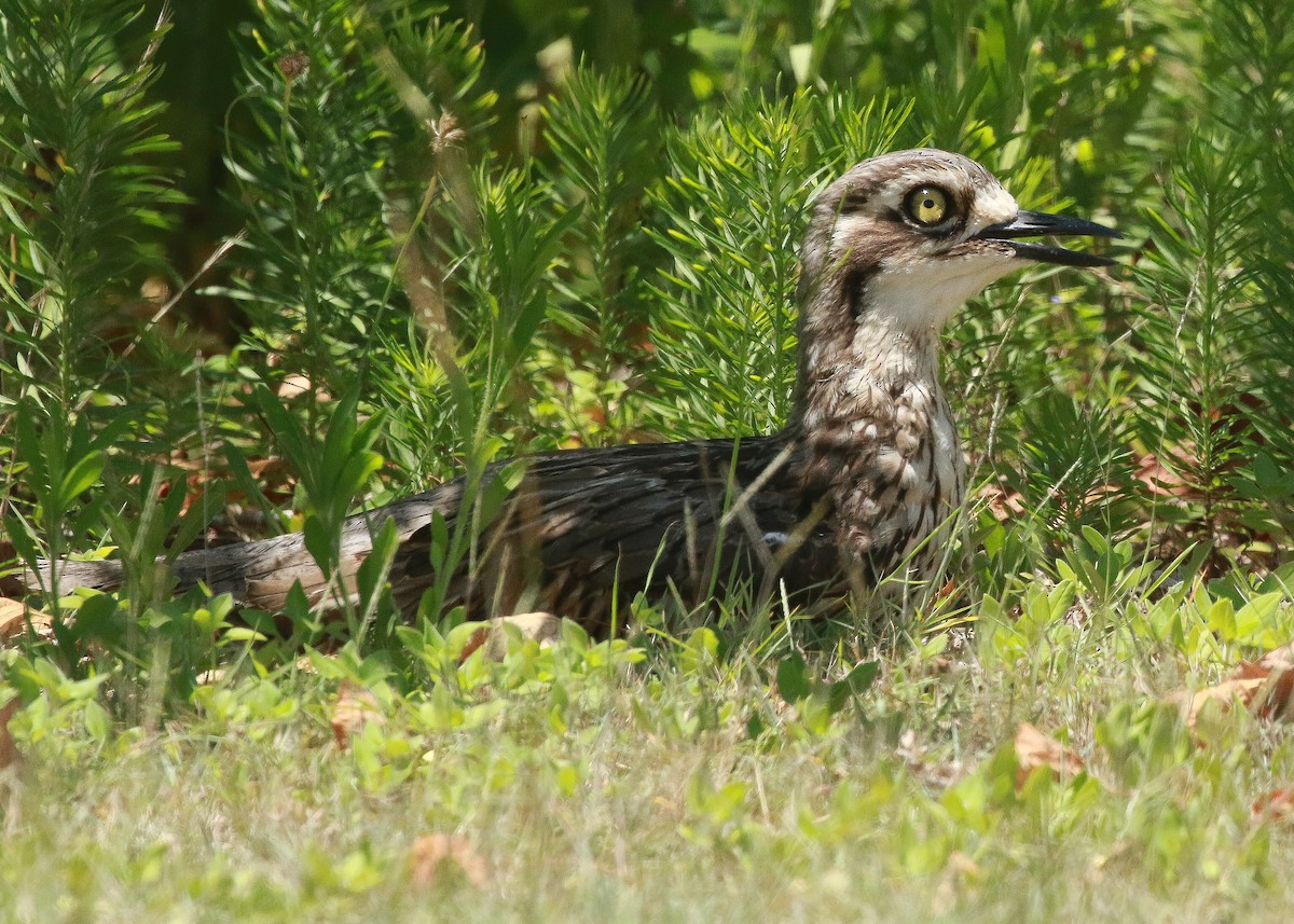 Bush Thick-knee - ML407159981