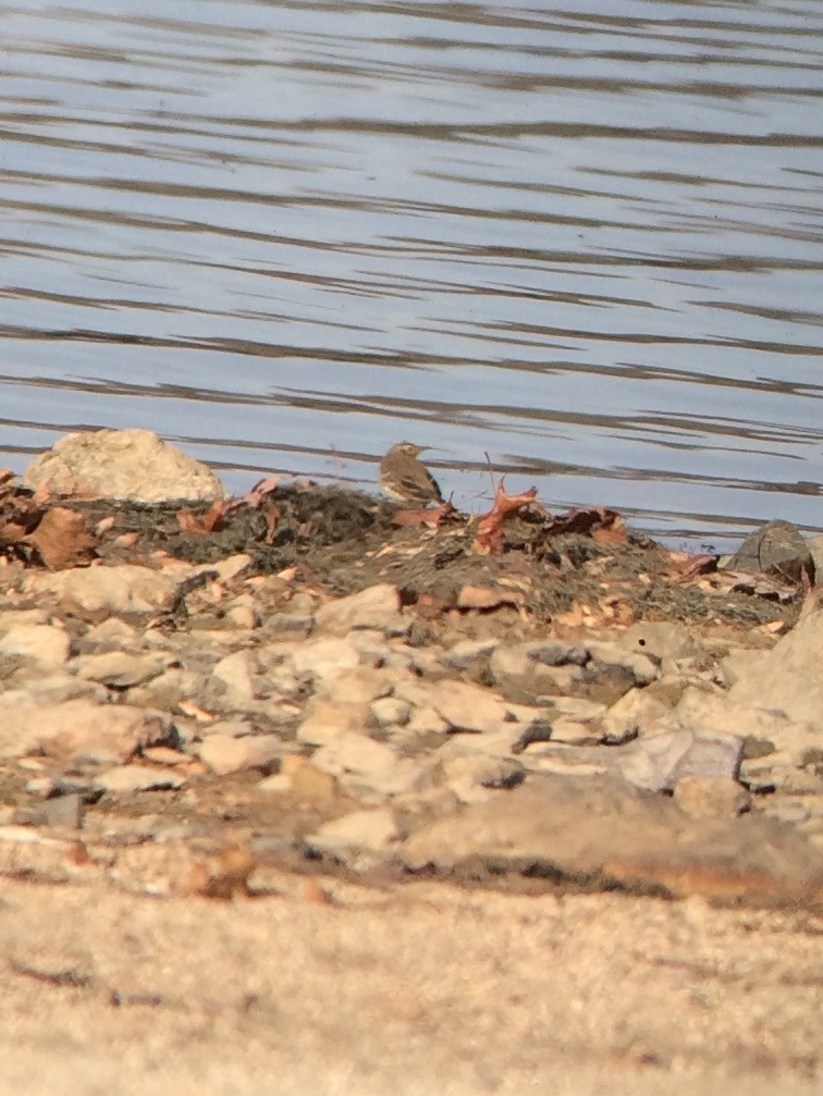 American Pipit - Michael Hartshorne