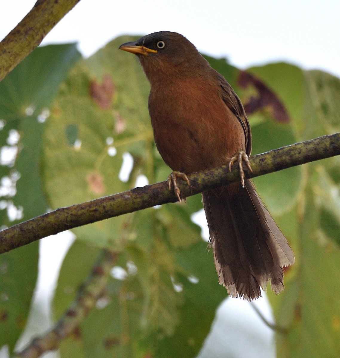 Rufous Babbler - ML407160591