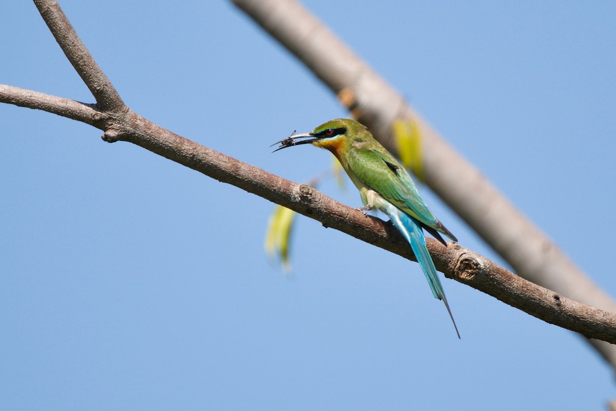 Blue-tailed Bee-eater - Sam Hambly