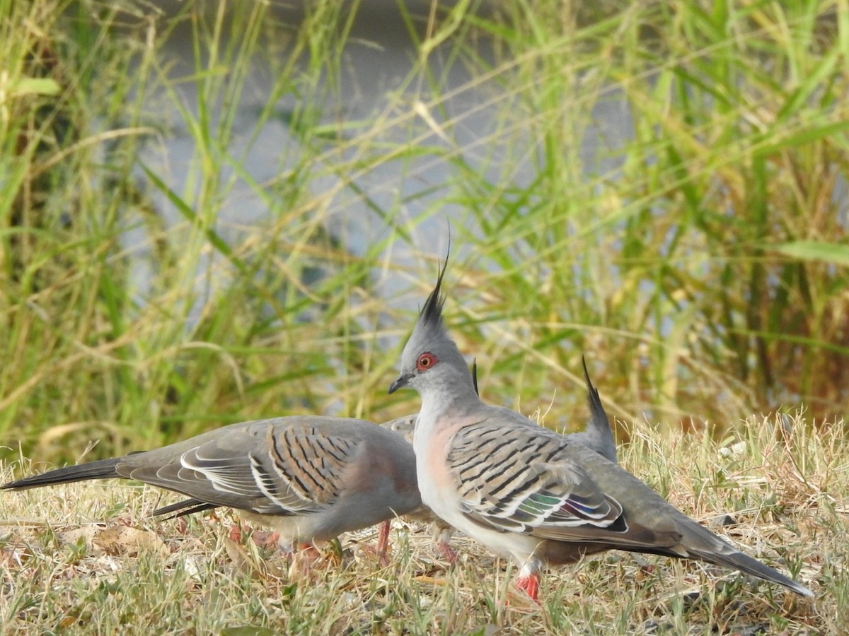 Crested Pigeon - ML407162671