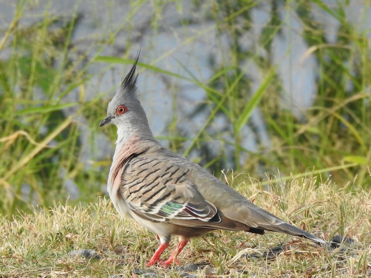 Crested Pigeon - ML407162681