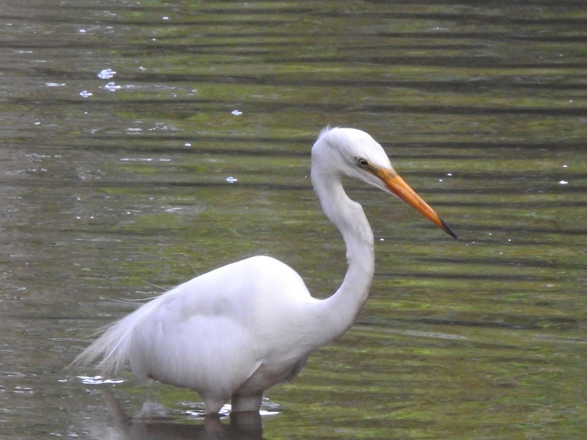 Great Egret - ML407162821