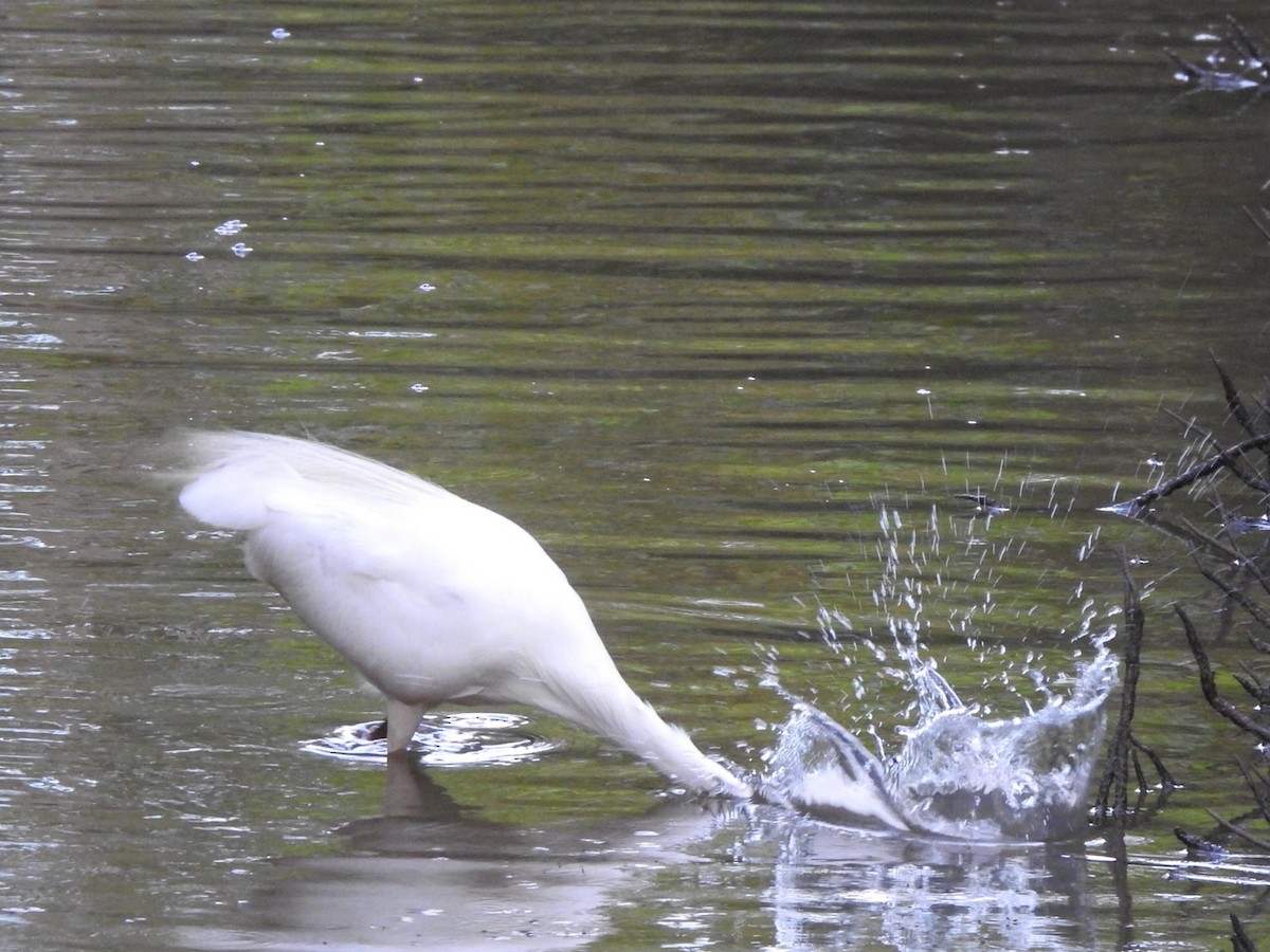 Great Egret - ML407162831