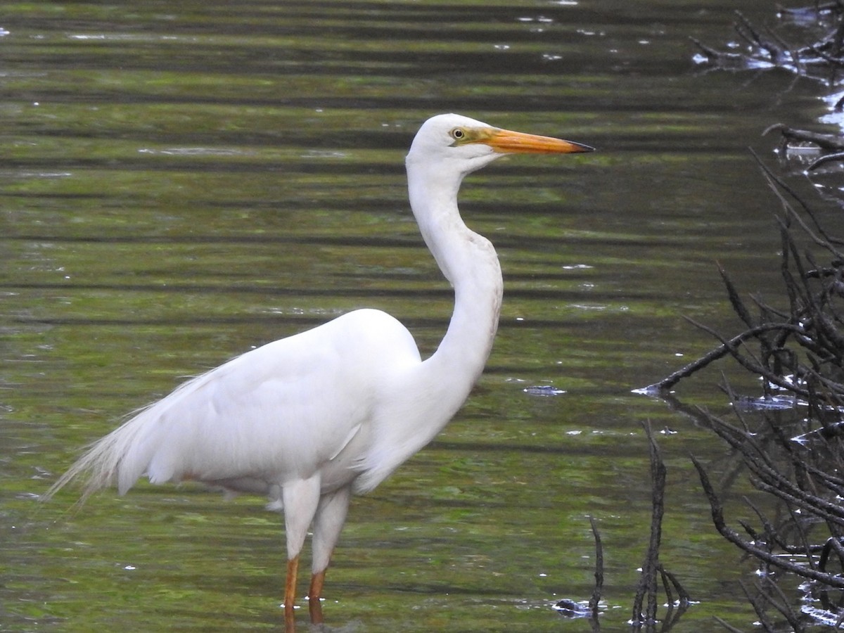 Great Egret - ML407162841