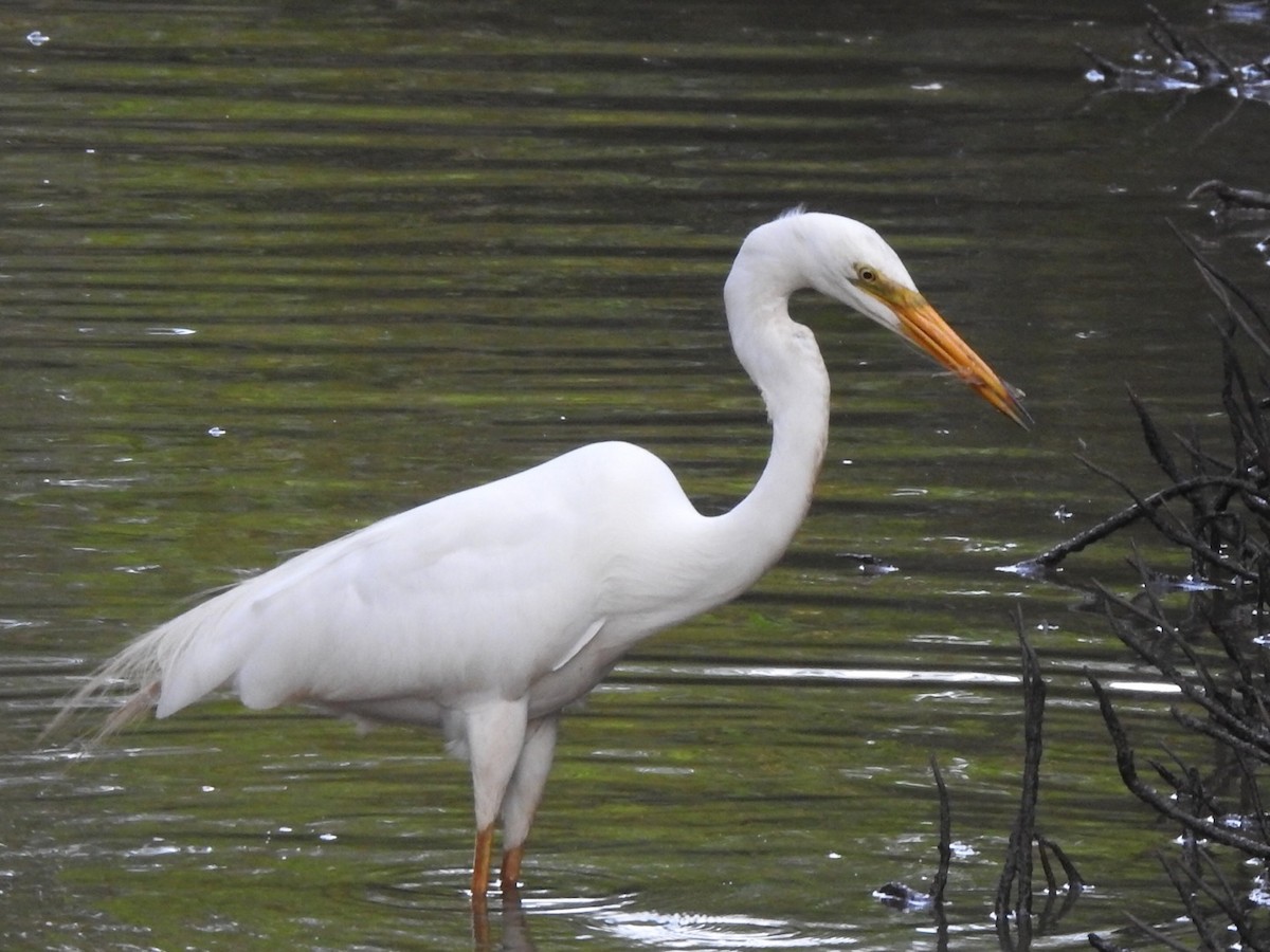 Great Egret - ML407162851