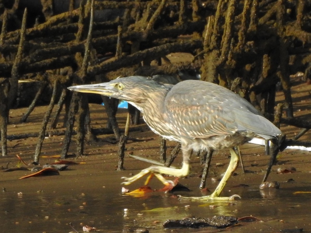 Striated Heron - ML407162881