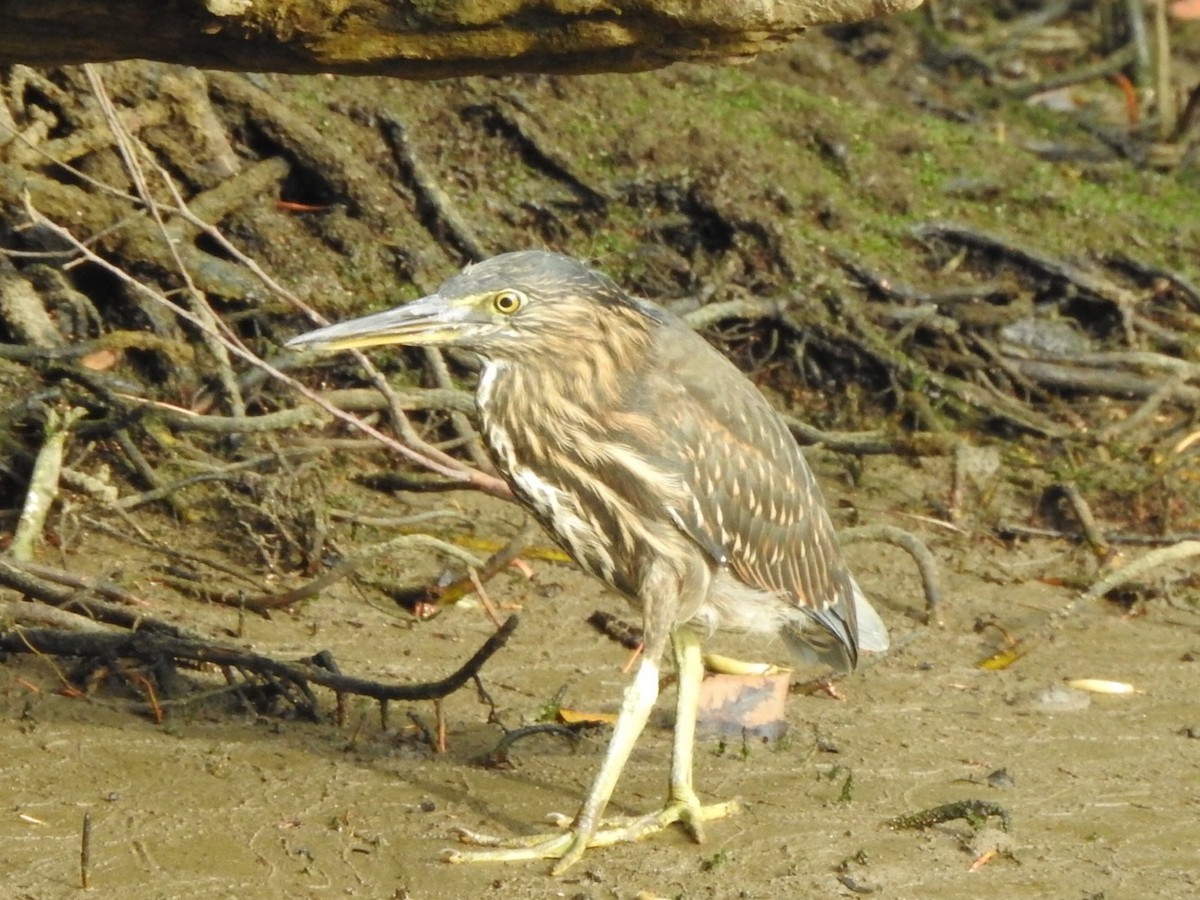 Striated Heron - ML407162931