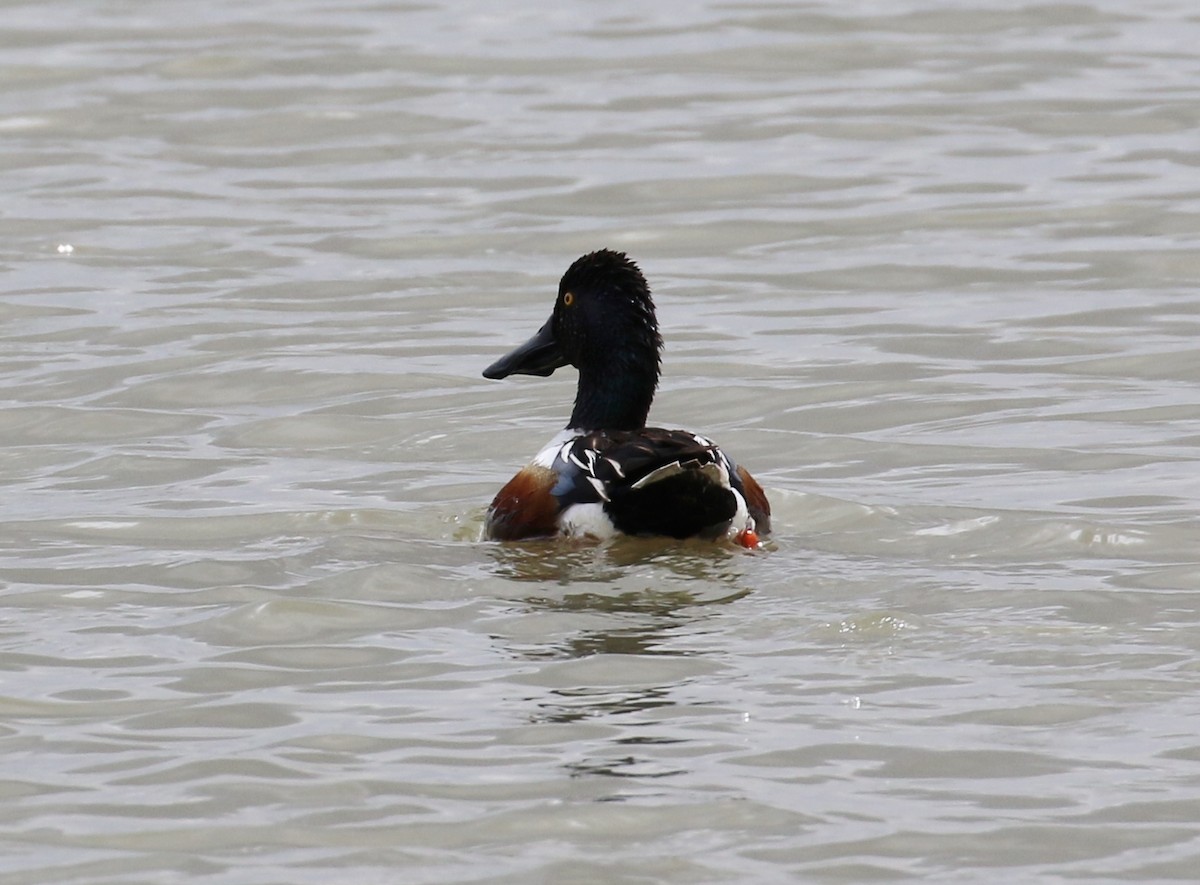 Northern Shoveler - ML40716321