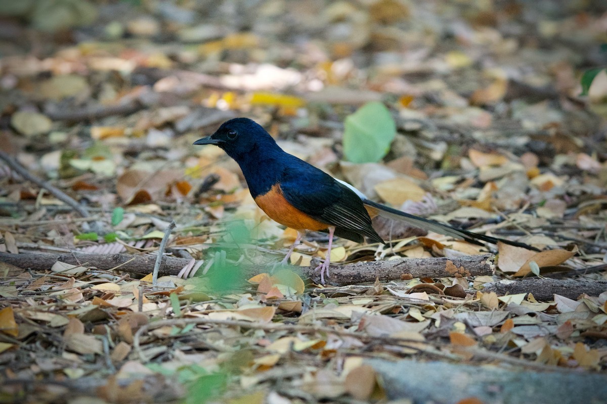 White-rumped Shama - ML407163421